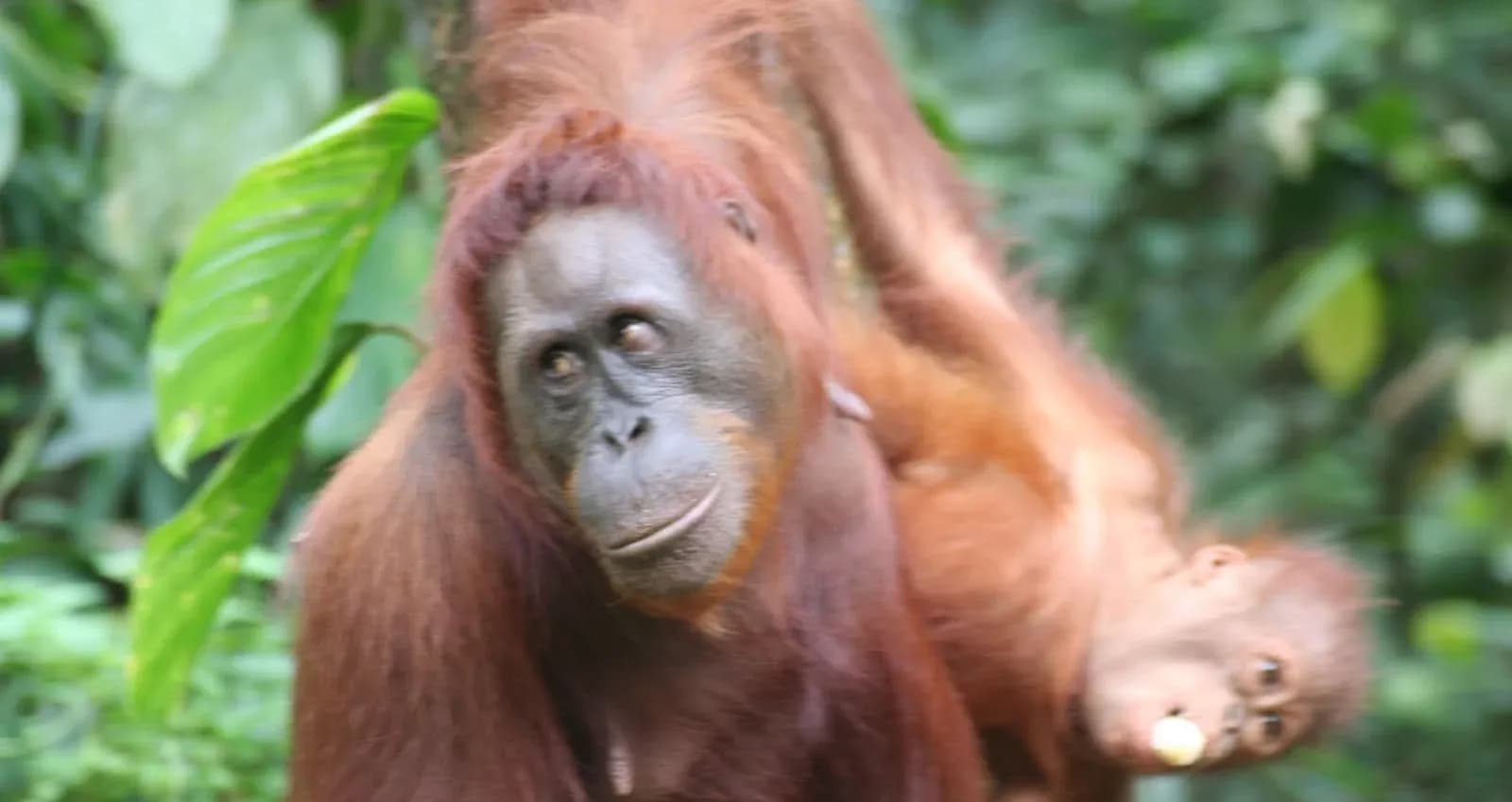 Borneo Sarawak et Sabah.