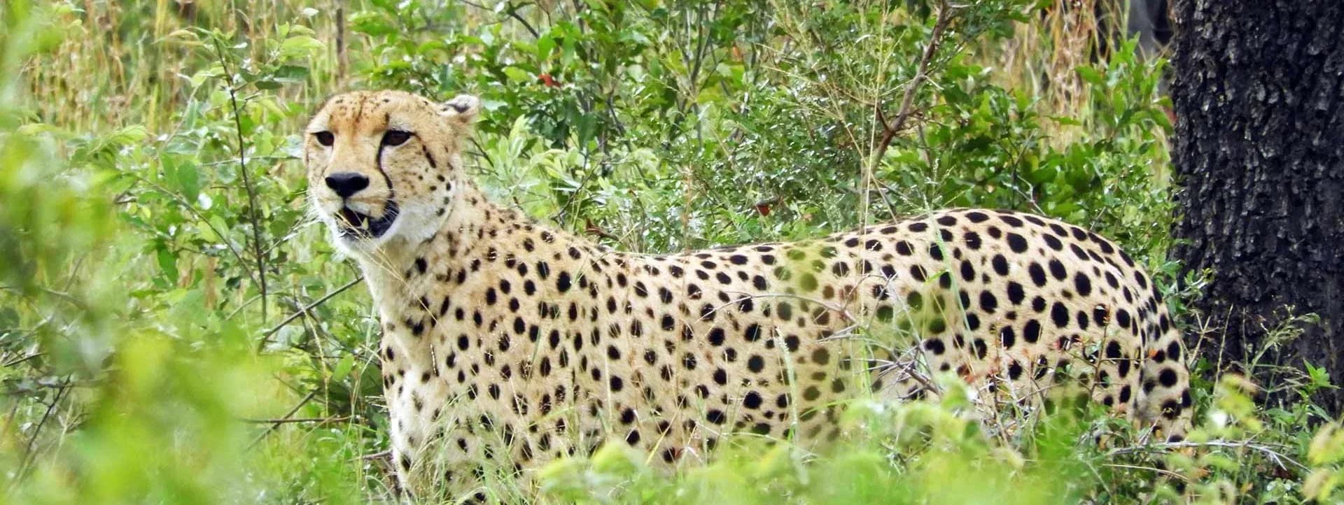 Safaris privés Kruger et plage au Mozambique.